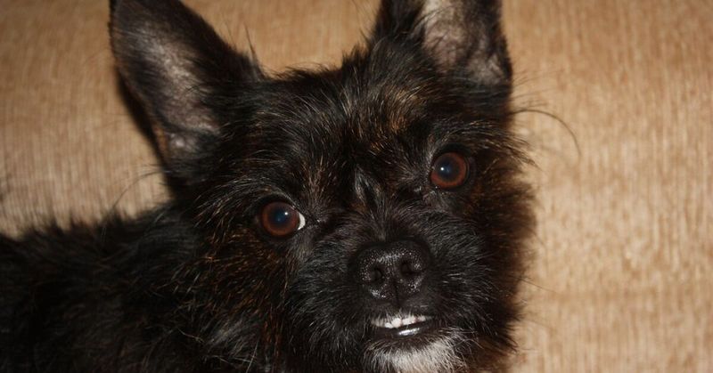 Boston Yorkie