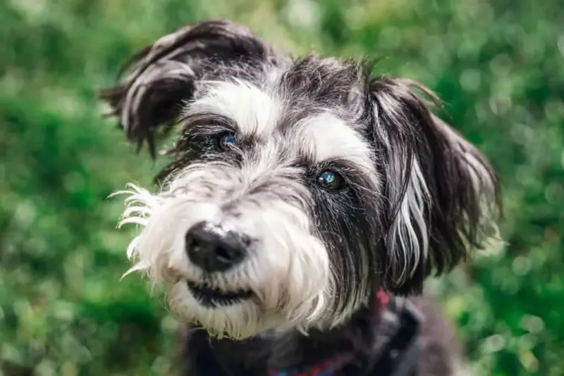 Snorkie (Yorkshire Schnauzer)
