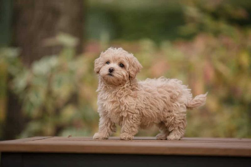 Maltipoo