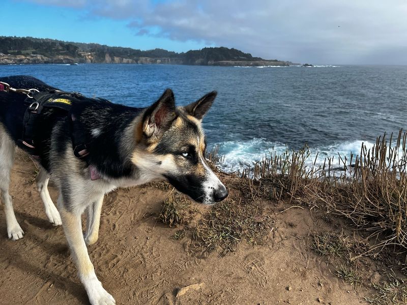 Shepsky
