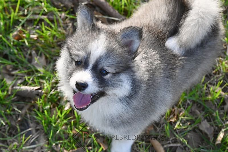 Pomsky