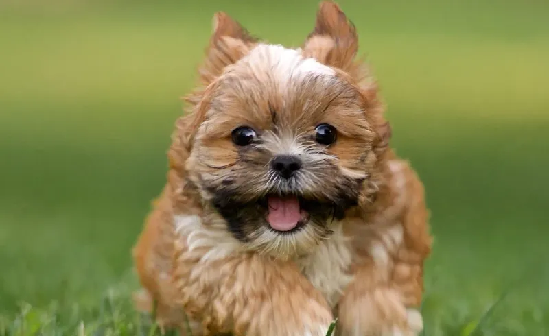 Shorkie (Yorkshire Shih Tzu)