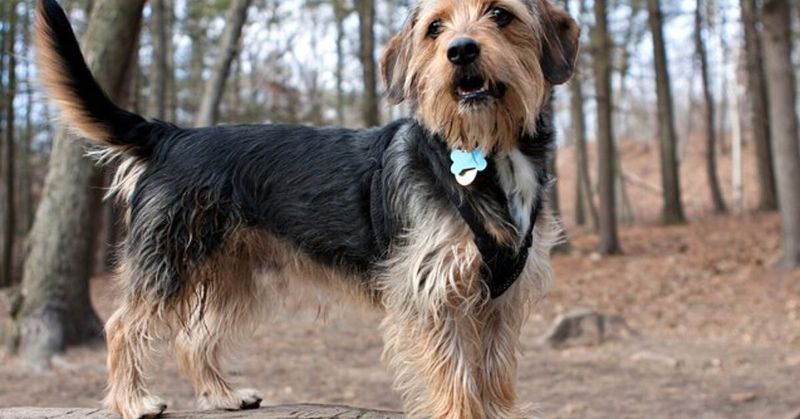 Borkie (Yorkshire Beagle)