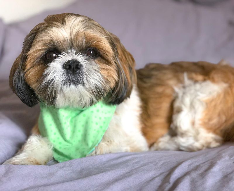 Shih Tzu