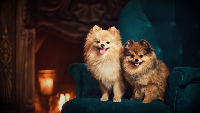 Pomeranian