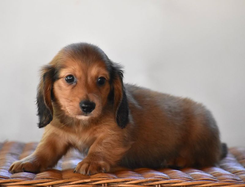 Dachshund