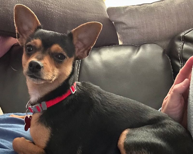 Chihuahua