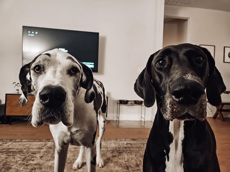 Great Dane