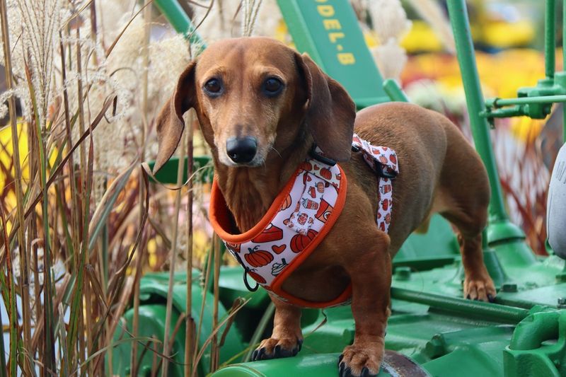 Dachshund