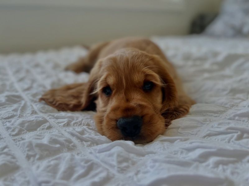 Cocker Spaniel