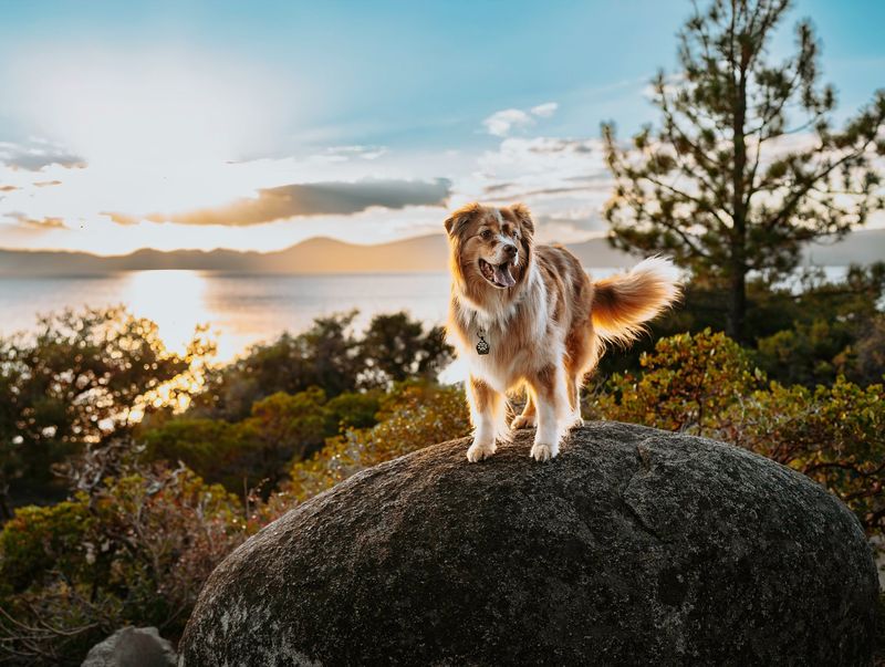 Australian Shepherd