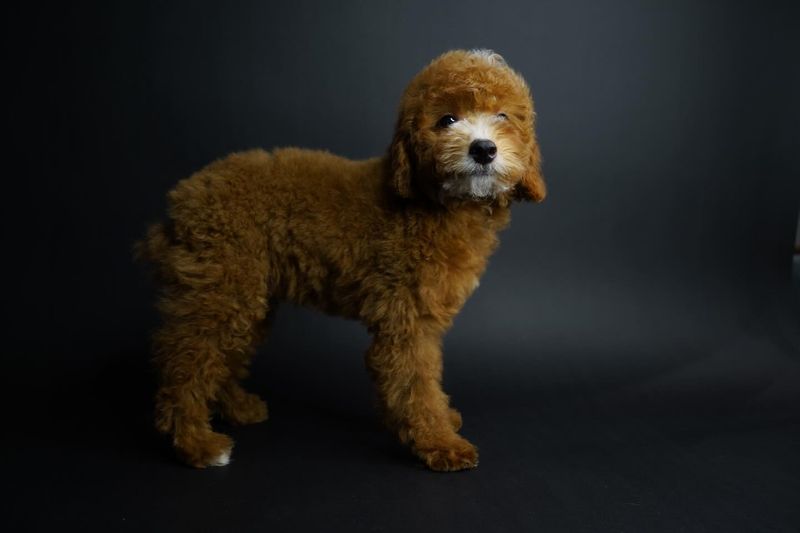 Poodle