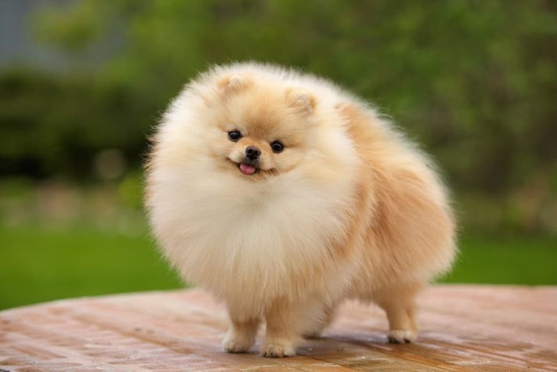 Pomeranian