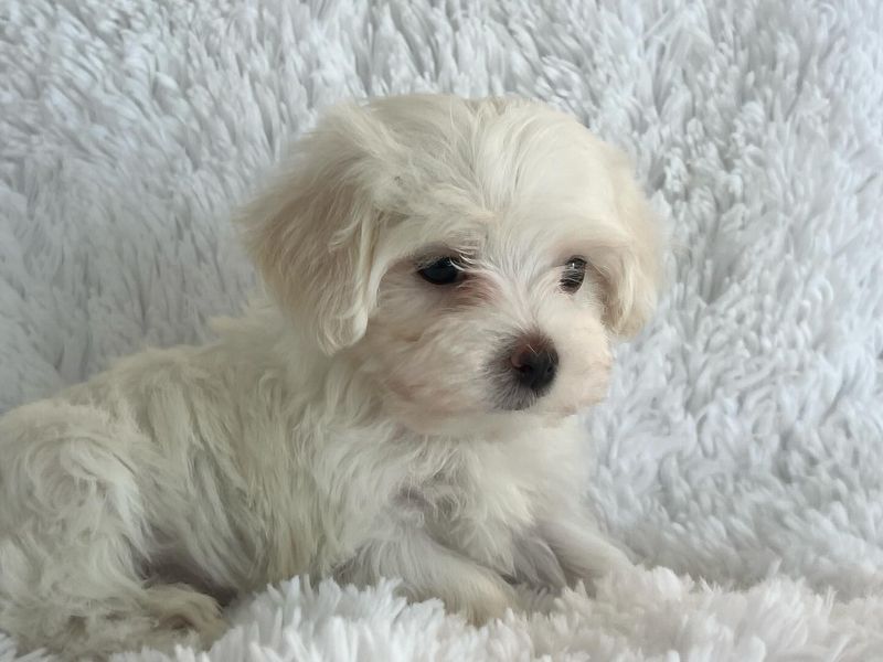 Maltese