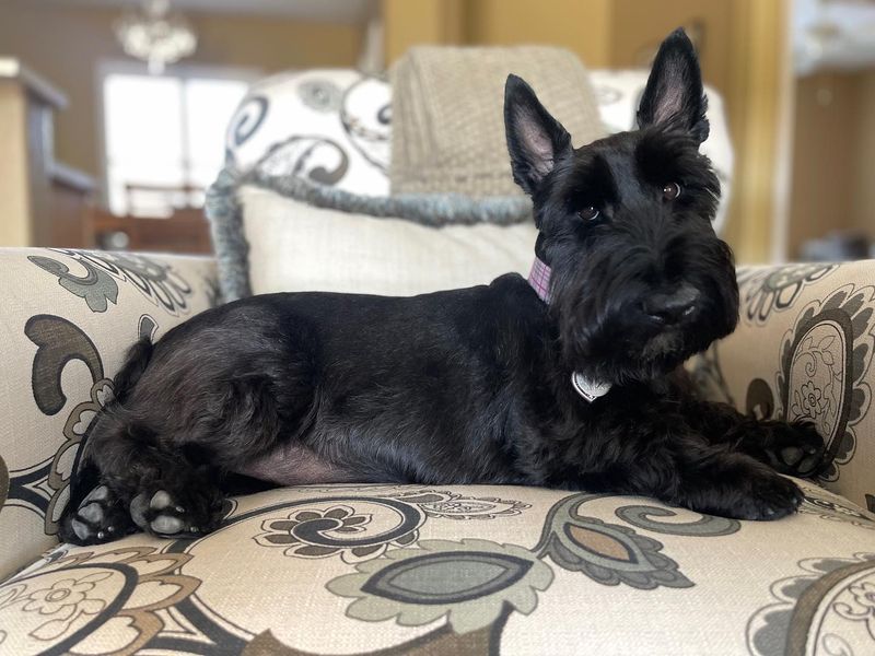 Scottish Terrier