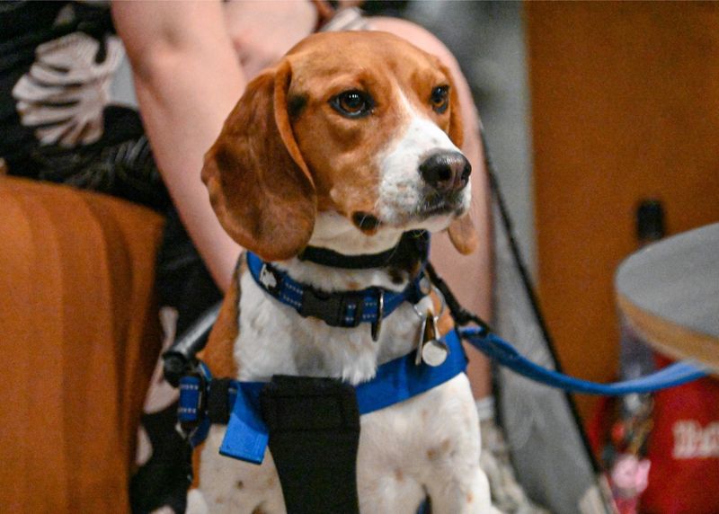Beagle