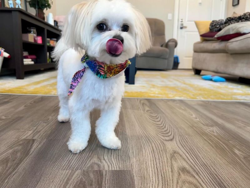 Maltese