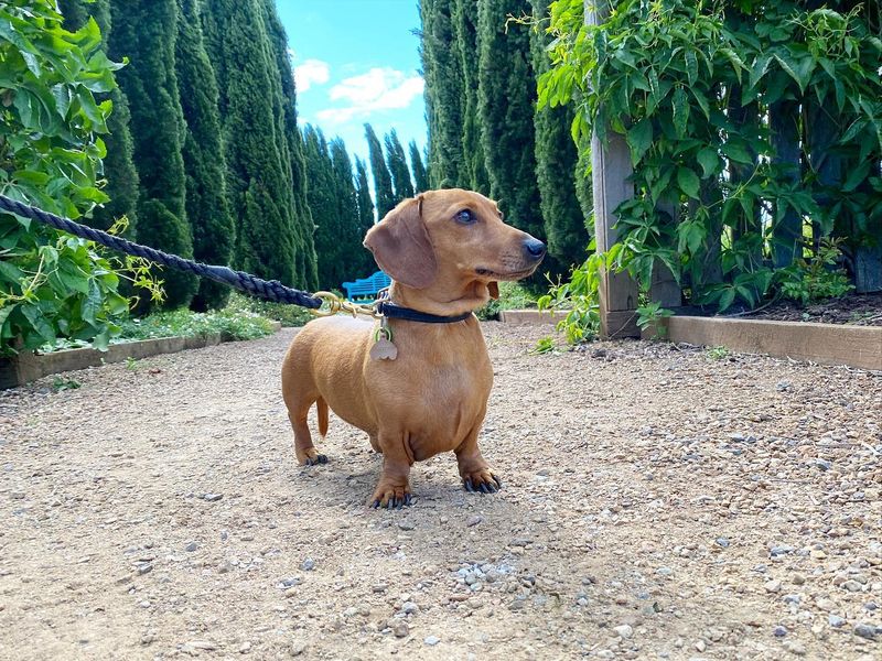 Dachshund