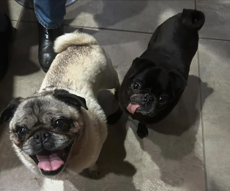 Pug