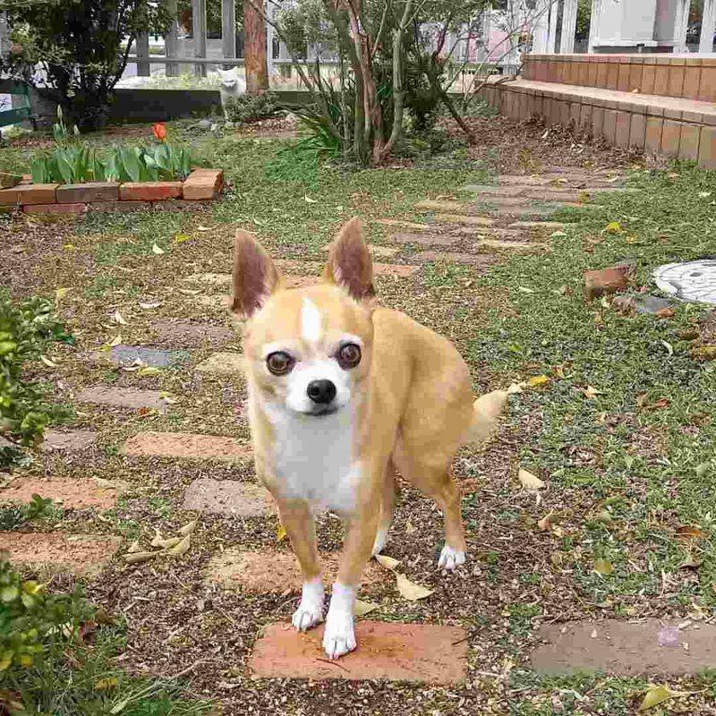 Chihuahua