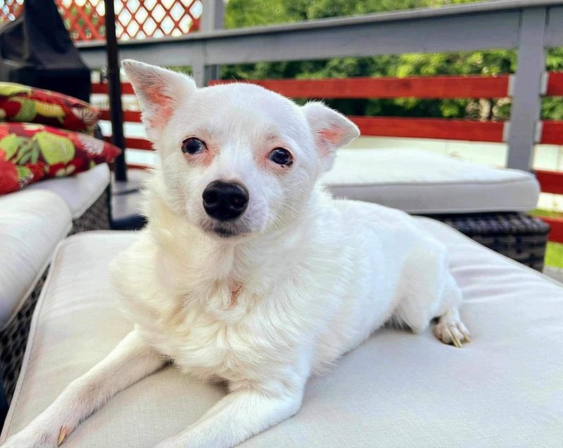 Chihuahua