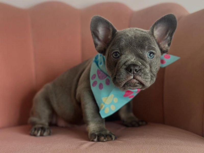 French Bulldog