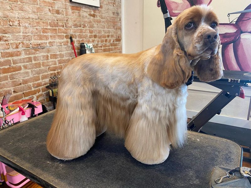 Cocker Spaniel