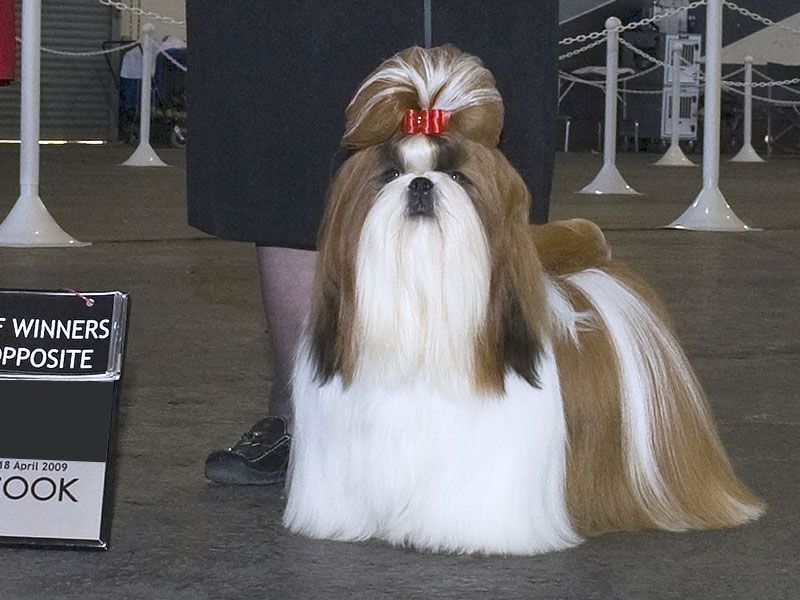 Shih Tzu