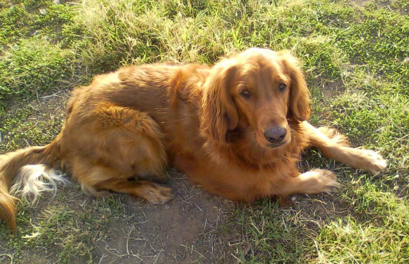 Cocker Spaniel