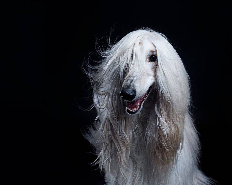 Afghan Hound