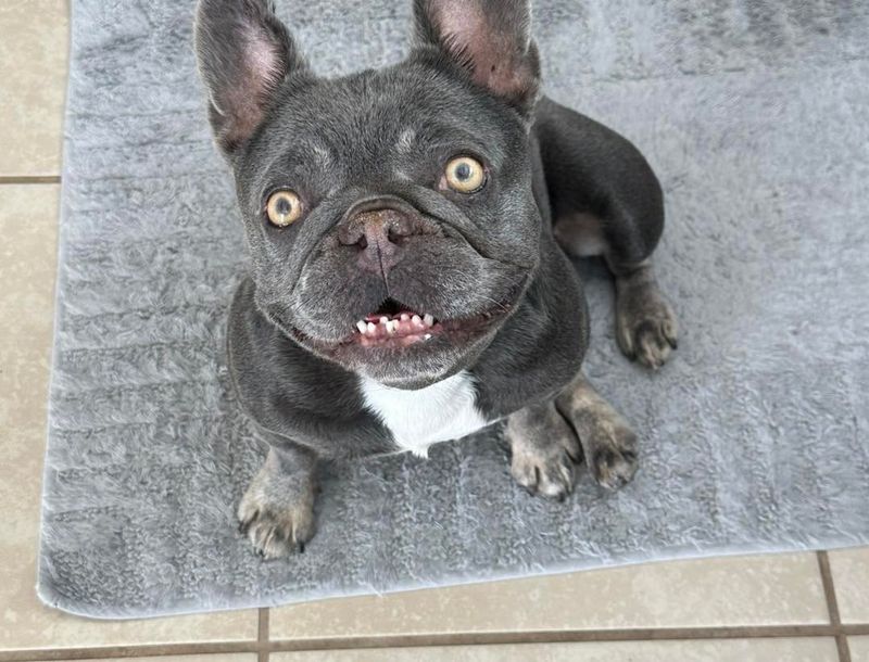 French Bulldog