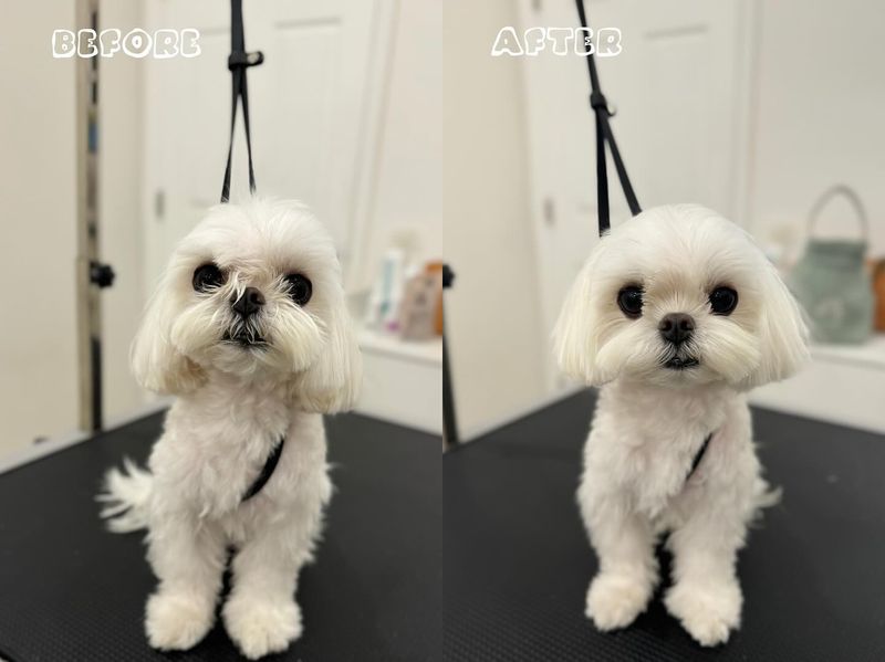 Maltese