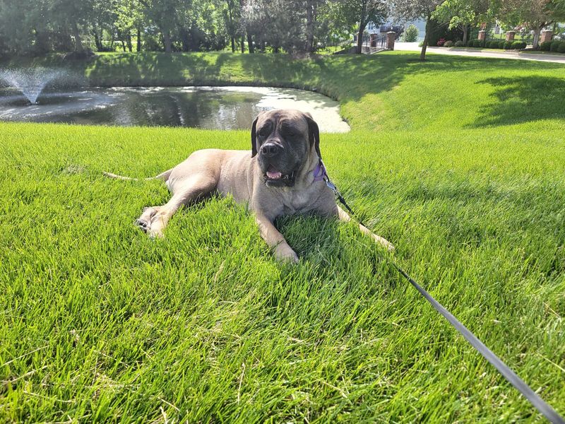 Mastiff