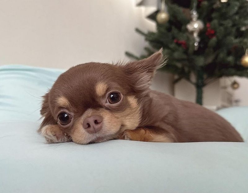 Chihuahua