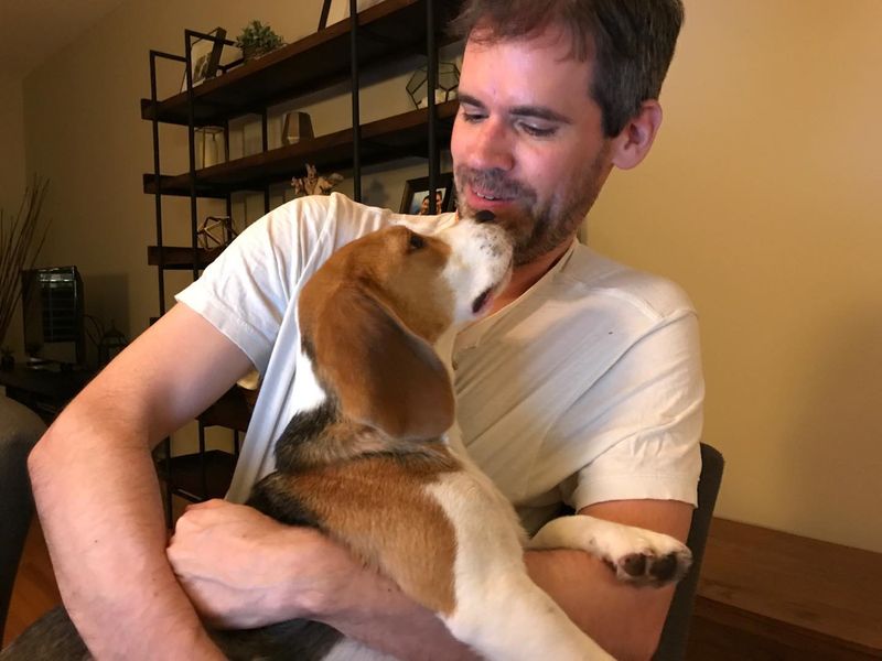 Beagle