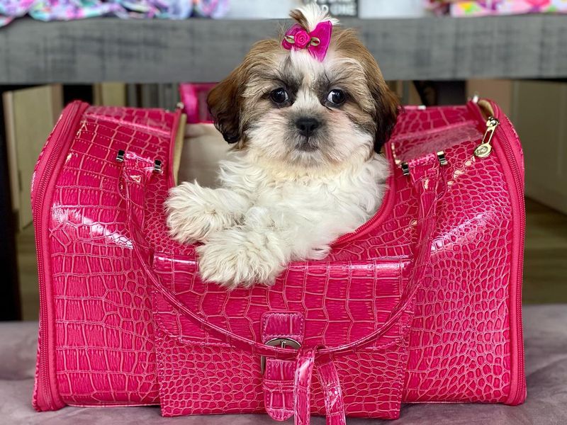 Shih Tzu