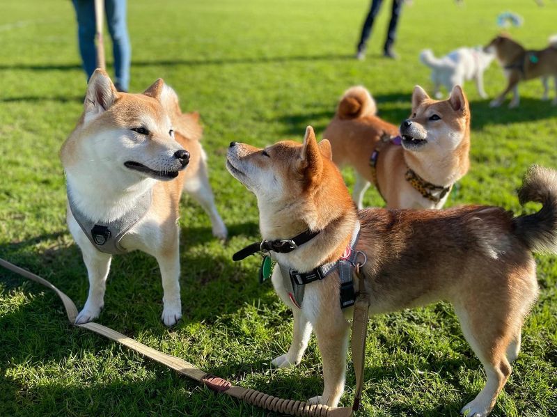 Shiba Inu