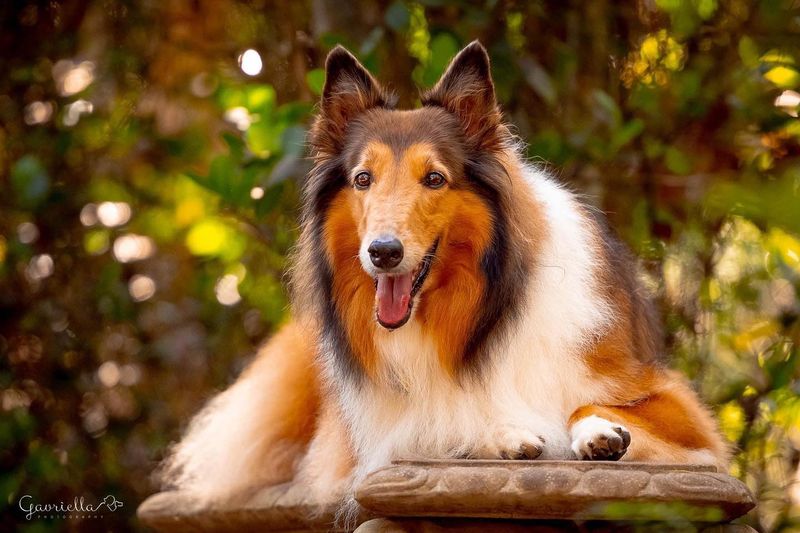 Collie