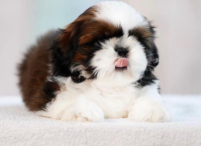 Shih Tzu