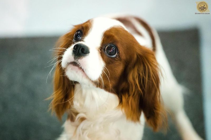 Cavalier King Charles Spaniel