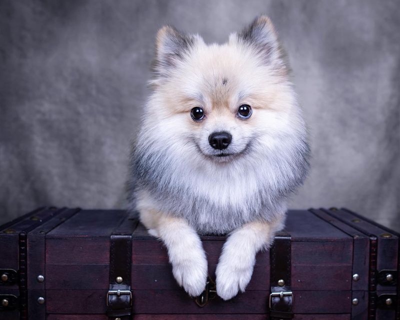 Pomeranian