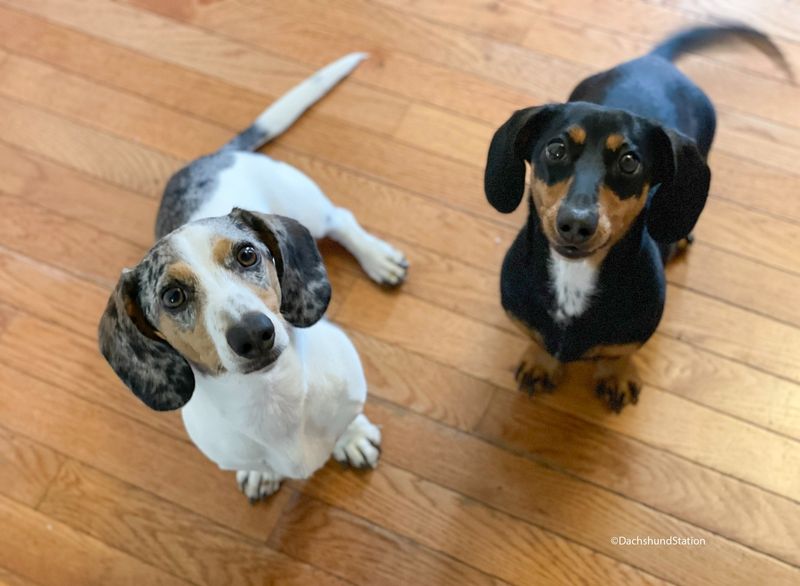 Dachshund