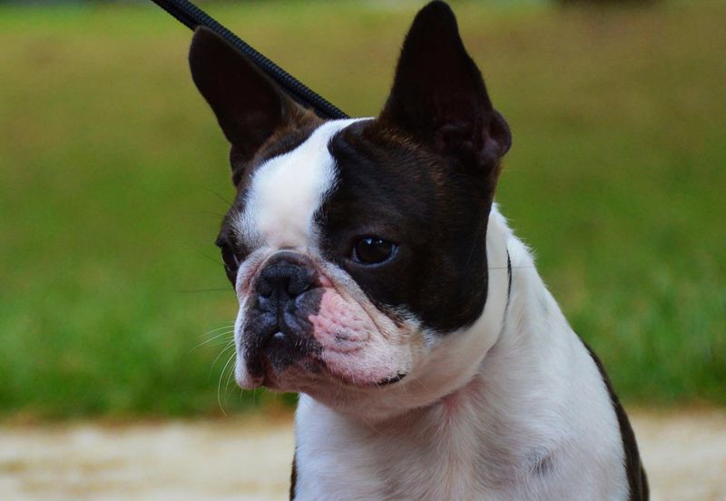 Boston Terrier