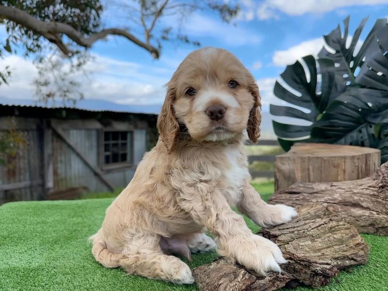 Cocker Spaniel