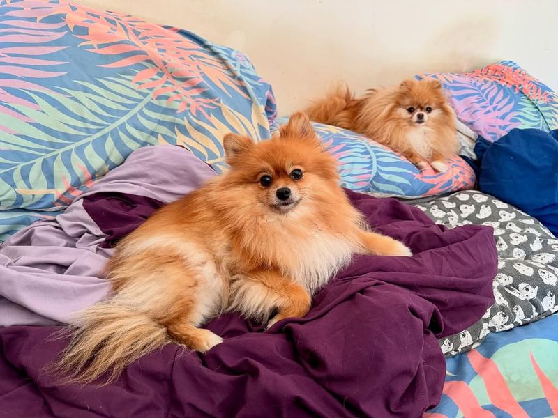 Pomeranian