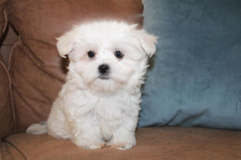 Maltese