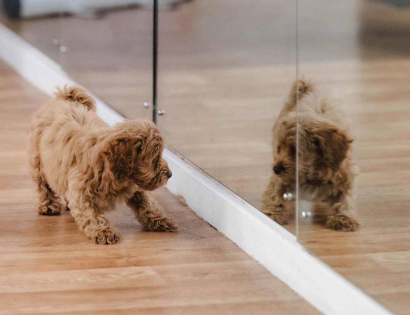 Dogs Don't Recognize Themselves in Mirrors