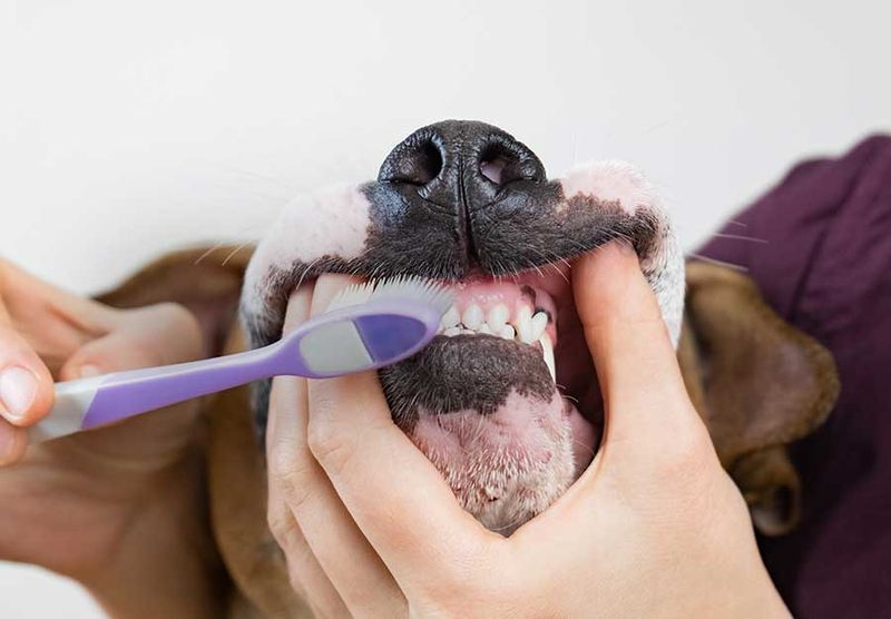 Neglecting Dental Care