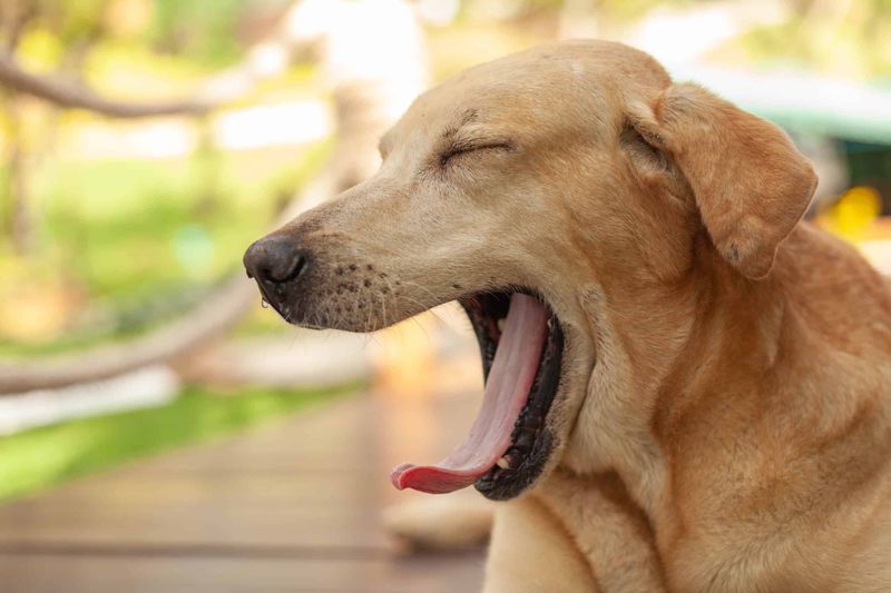 Yawning Frequently