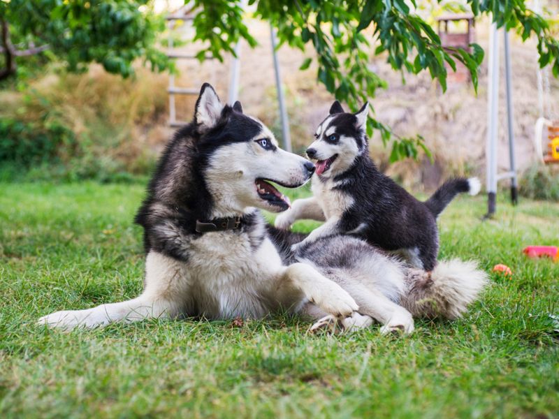 Playful Mischief